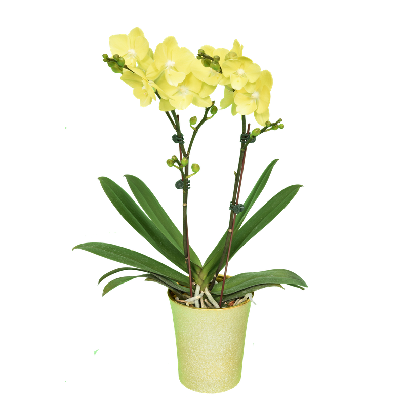 Phal. Younghome Golden Interesting