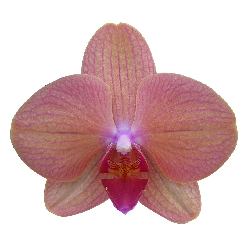 Phal. Fangmei A Hot ‘FM5008’