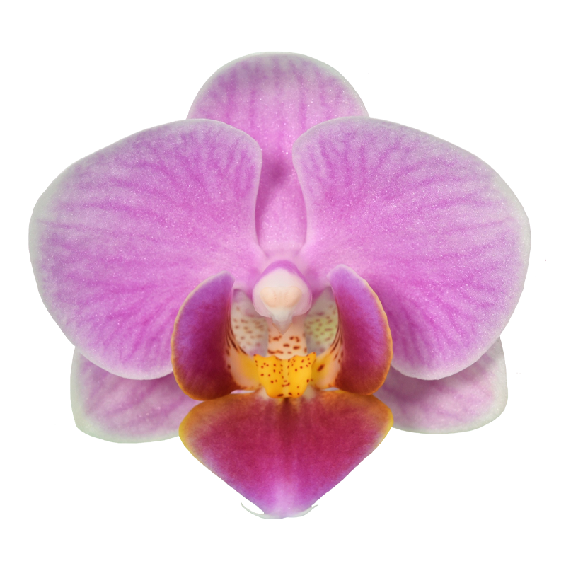 Phal. Younghome Pink Panther