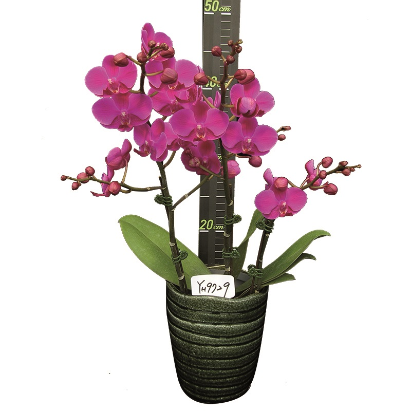 Phal. Queen Beer