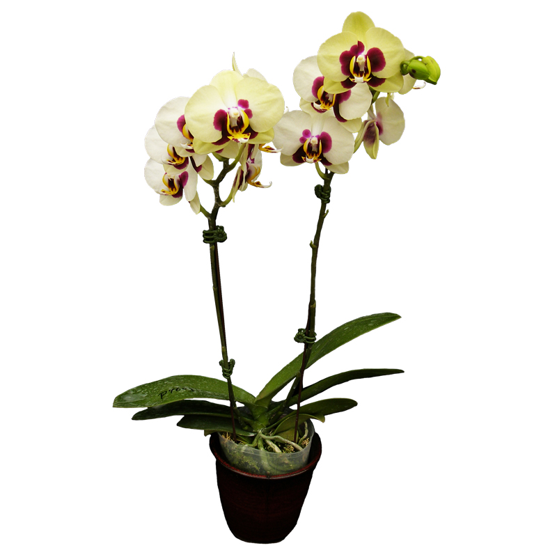 Phal. Chuen Yuan Panda