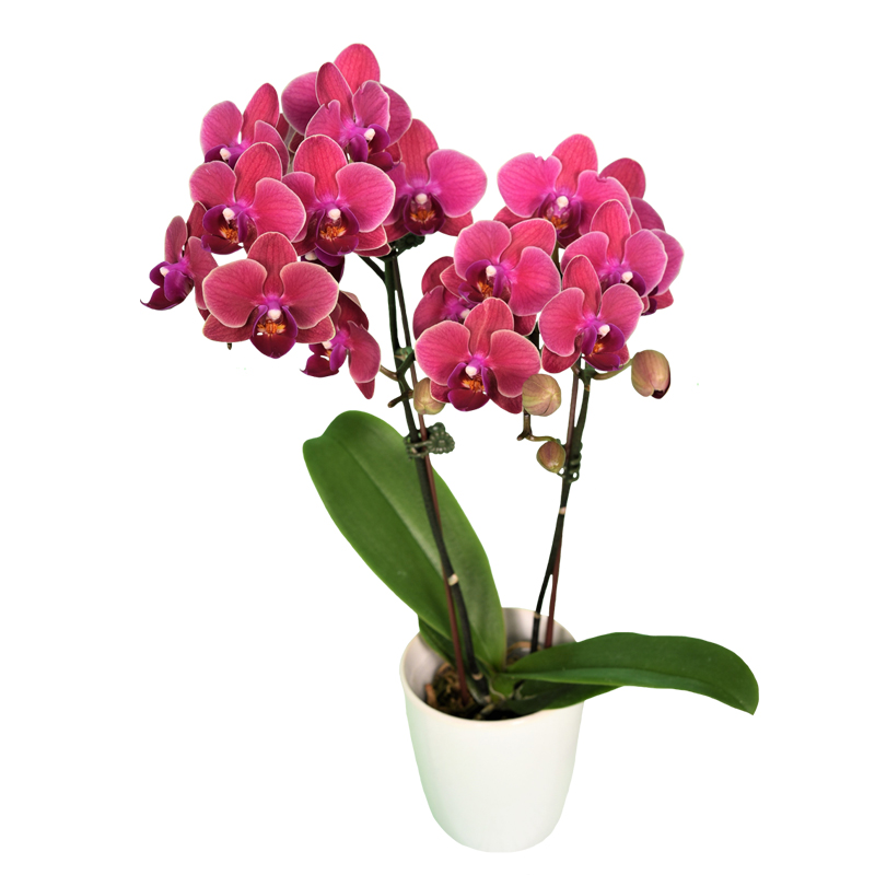 Phal. Younghome Bella