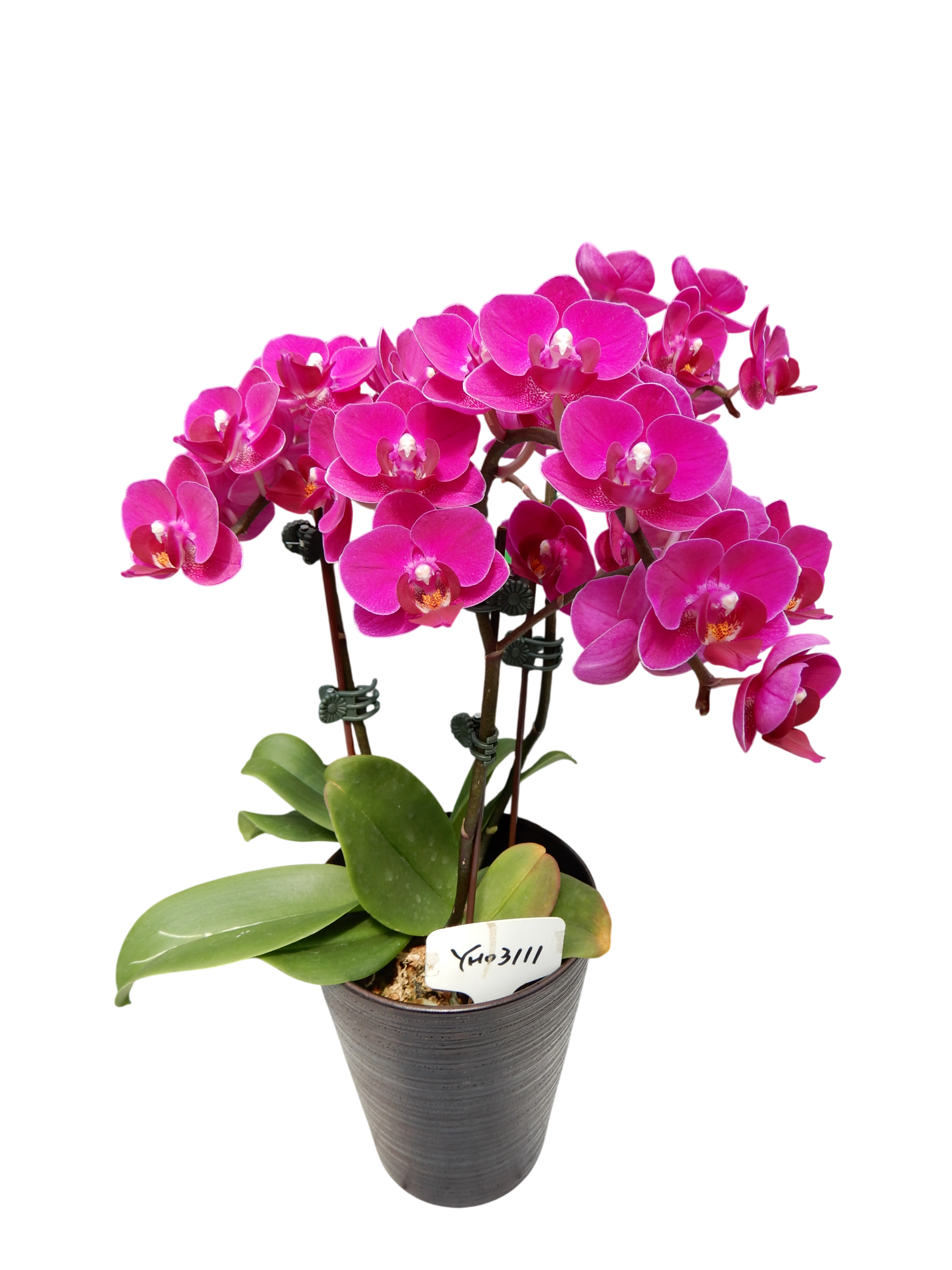 Phal. Younghome Sky