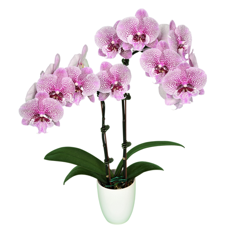Phal. Younghome Circus