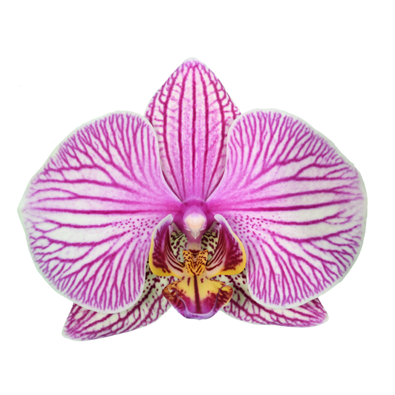 Phal. Jincheng Jupiter