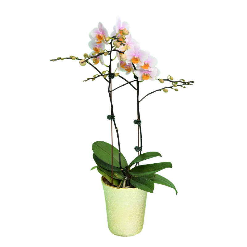 Phal. Younghome March