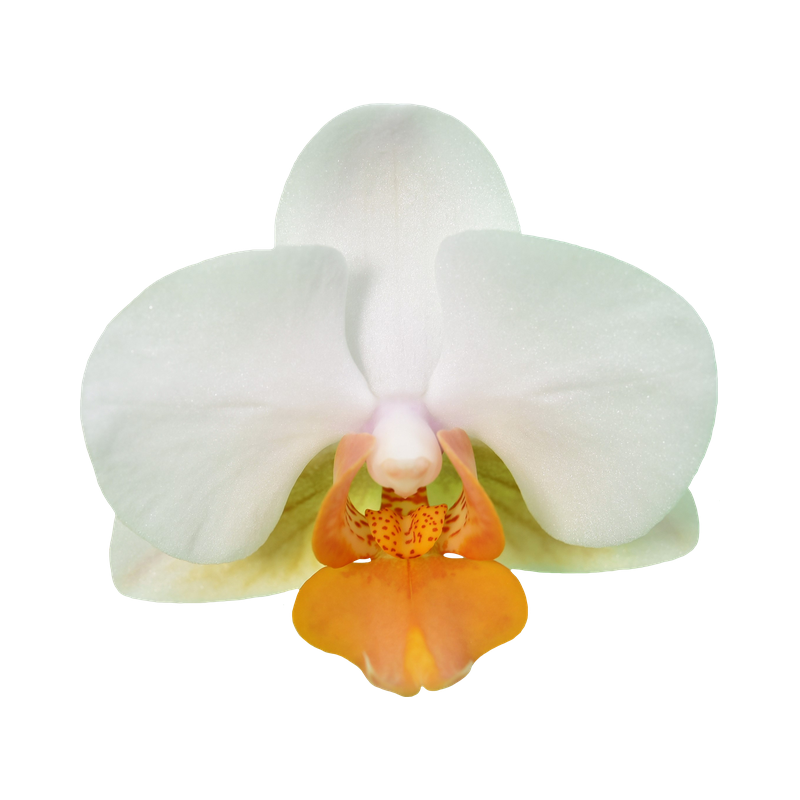 Phal. Younghome March