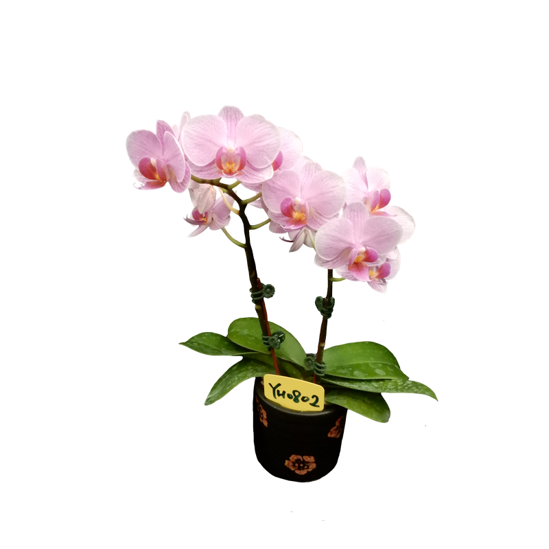 Phal. Younghome