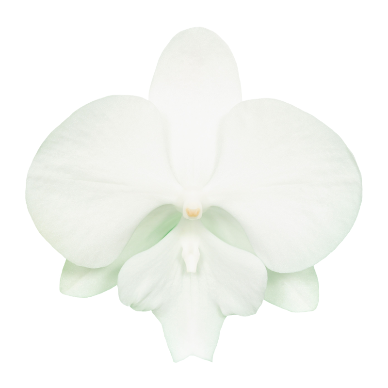 Phal. Younghome Snow Season