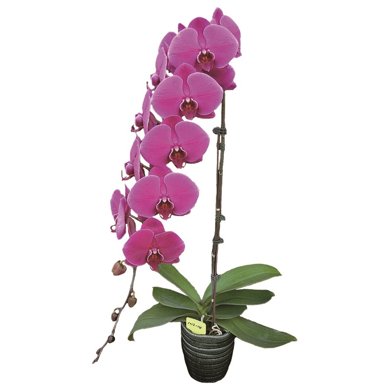 Phal. Lianher Super Red (2E199)