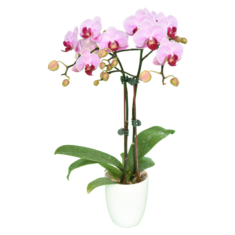 Phal. Younghome Jigglypuff 