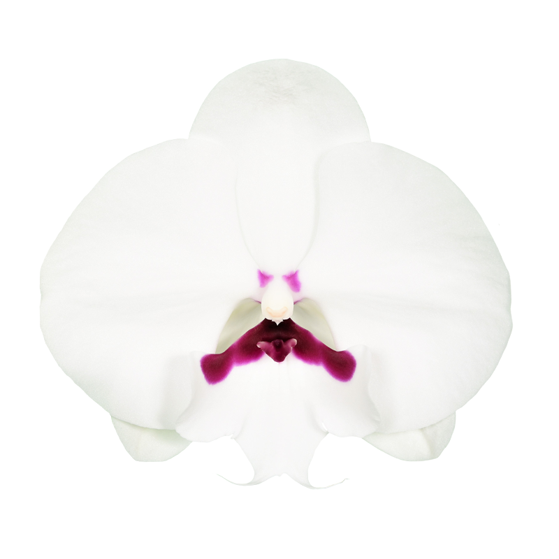 Phal. Younghome Gentleman