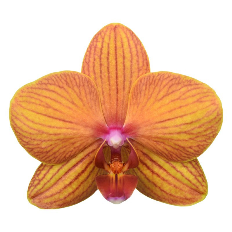 Phal. Lianher Lucky Cat