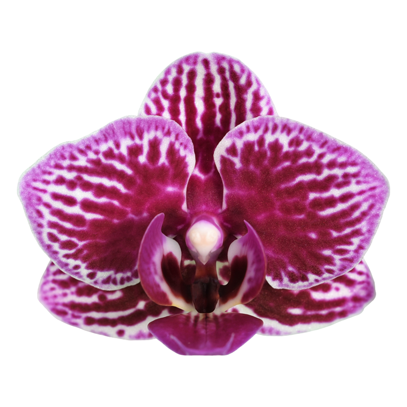 Phal. Younghome Kaleido 