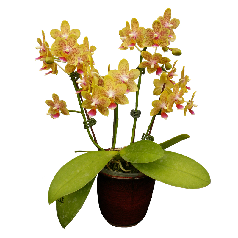 Phal. Younghome Lucky Star
