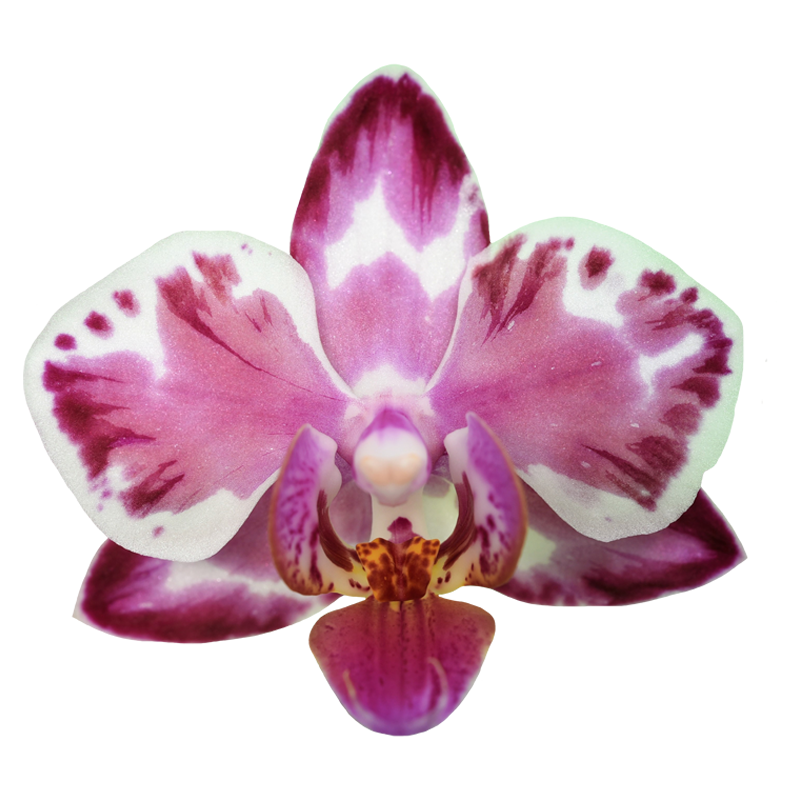 Phal. Younghome Kaleido