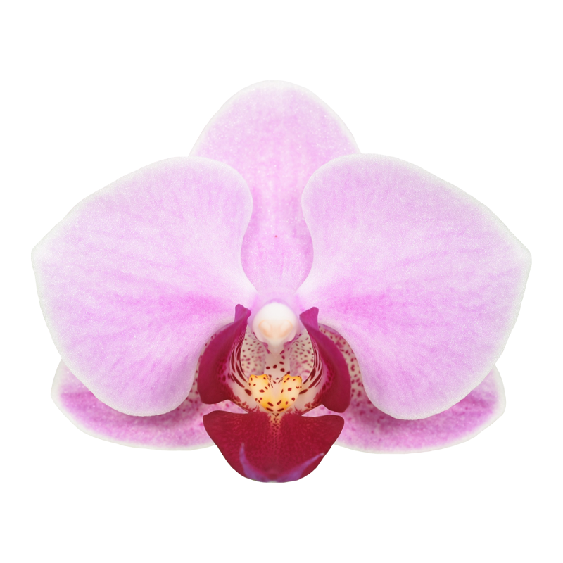 Phal. Younghome Jigglypuff 