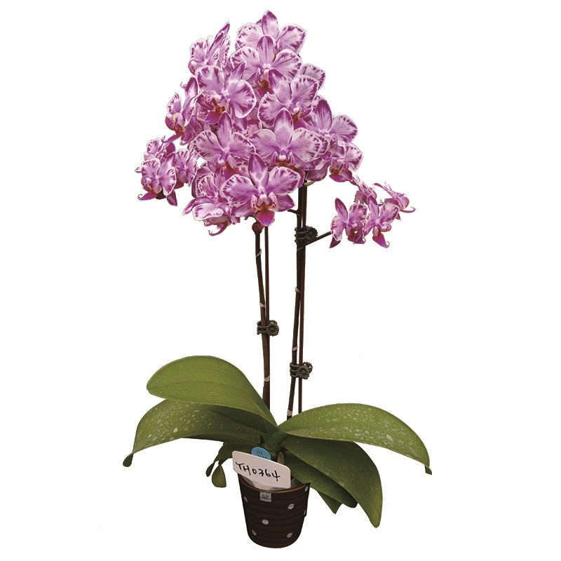 Phal. Younghome Kaleido