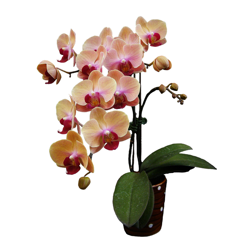 Phal. Younghome Sweety