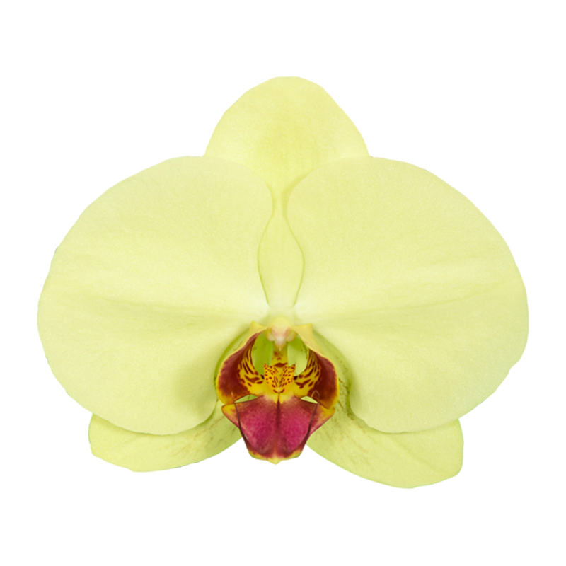 Phal. Younghome Kimono