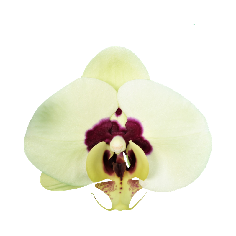 Phal. Younghome Big Panda
