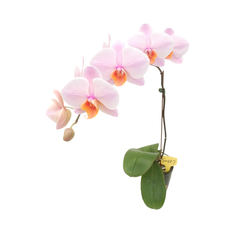 Phal. Younghome Orange Cat
