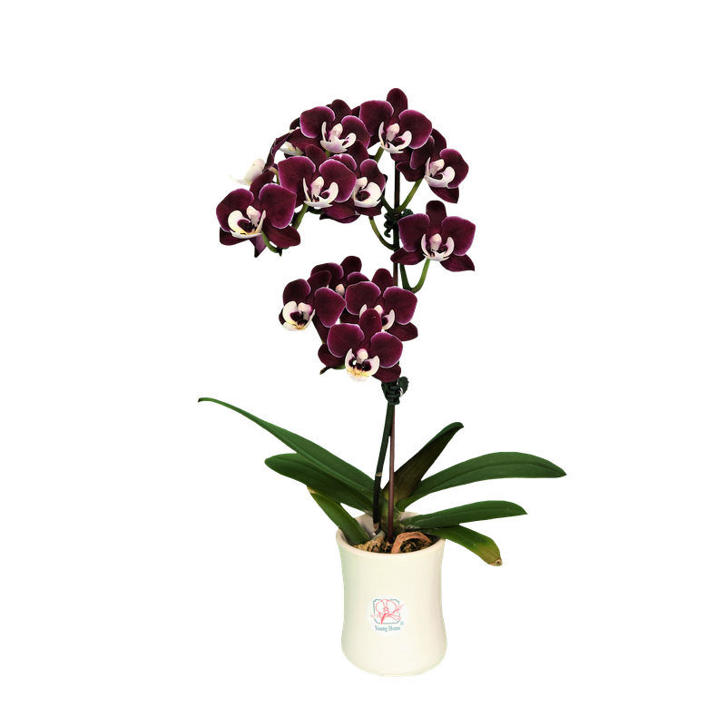 Phal. Younghome Happy