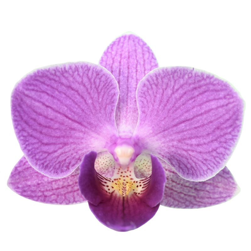Phal. Younghome Purple Baby