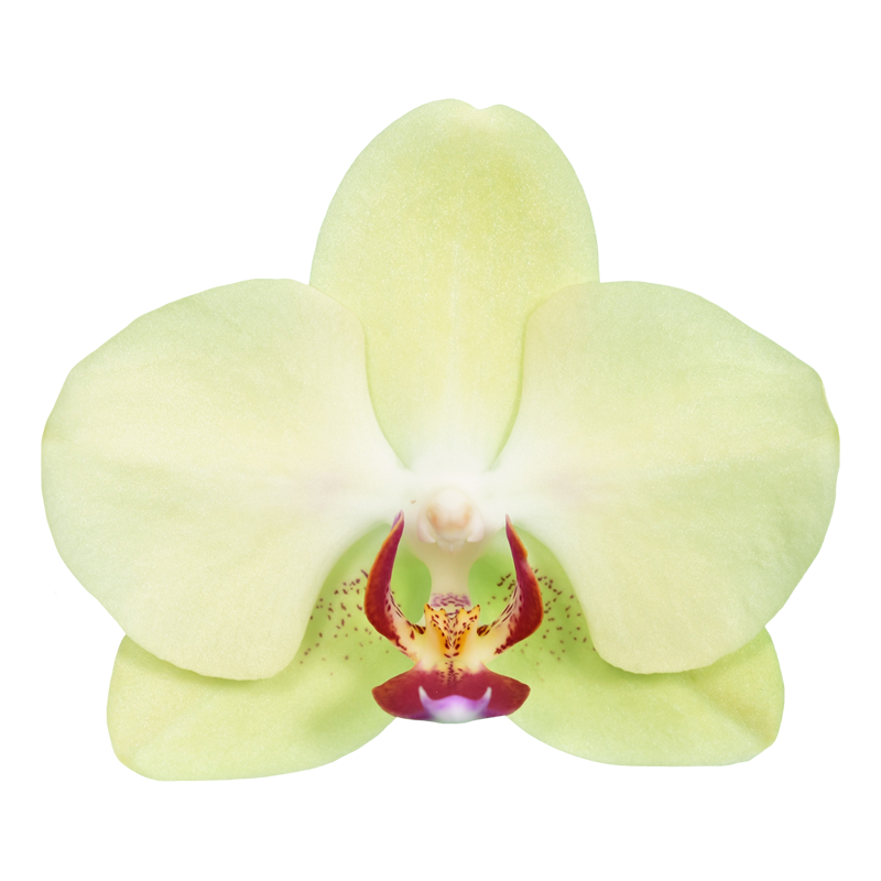 Phal. Fortune Saltzman