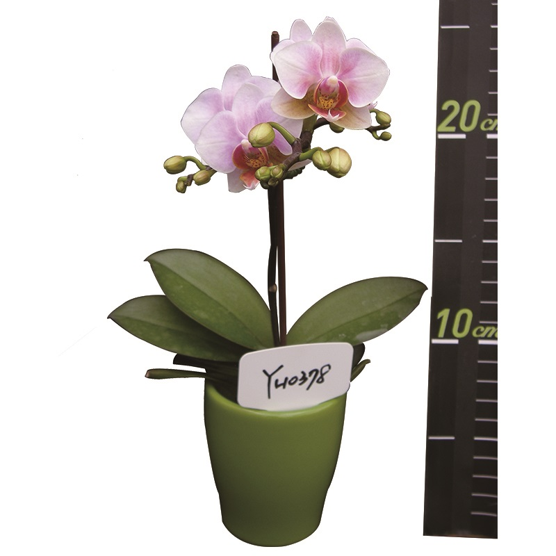 Phal. Younghome Godspeed