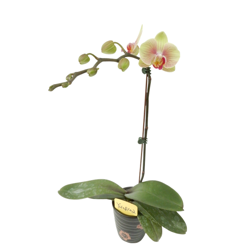 Phal. Younghome