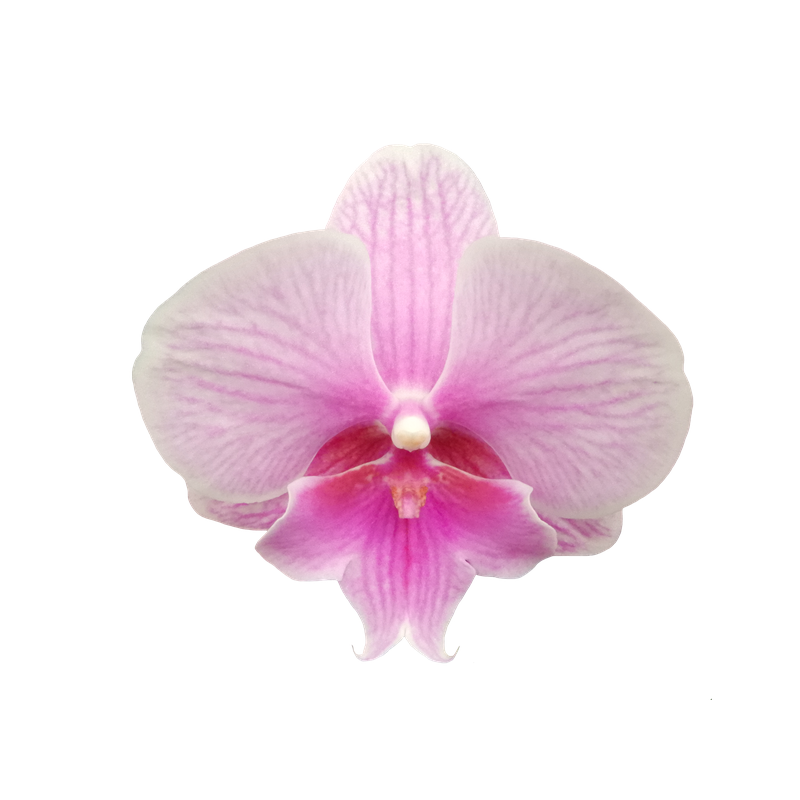 Phal. Younghome Pink Parrot 