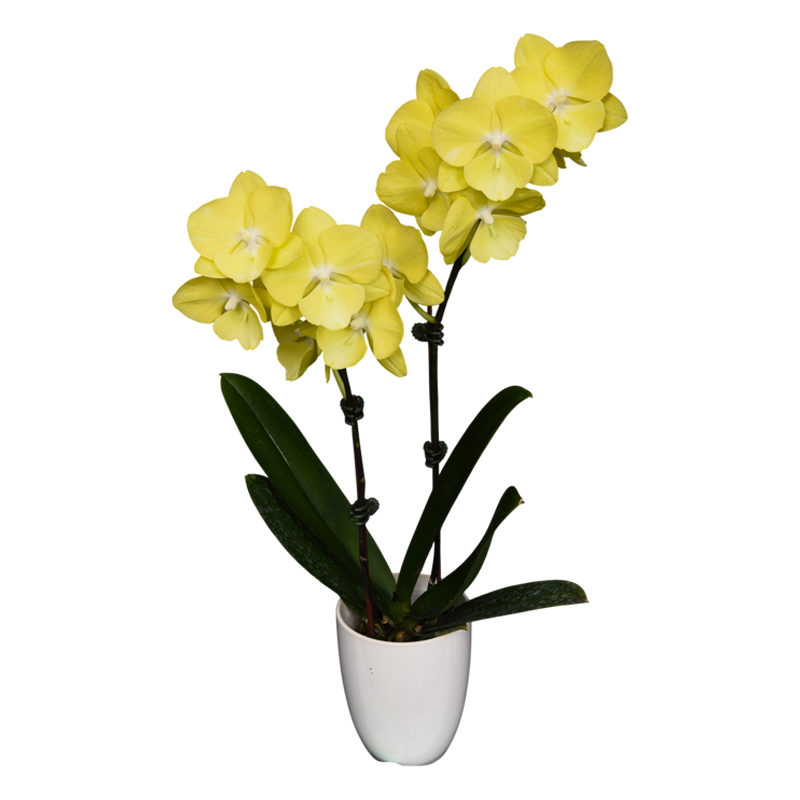 Phal. Younghome Golden Interesting