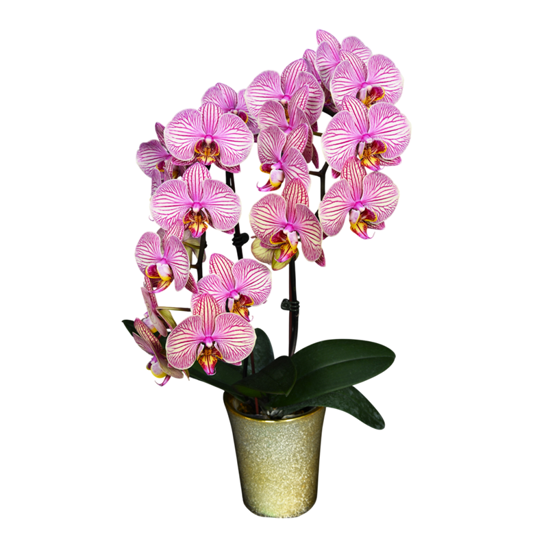 Phal. Jincheng Jupiter