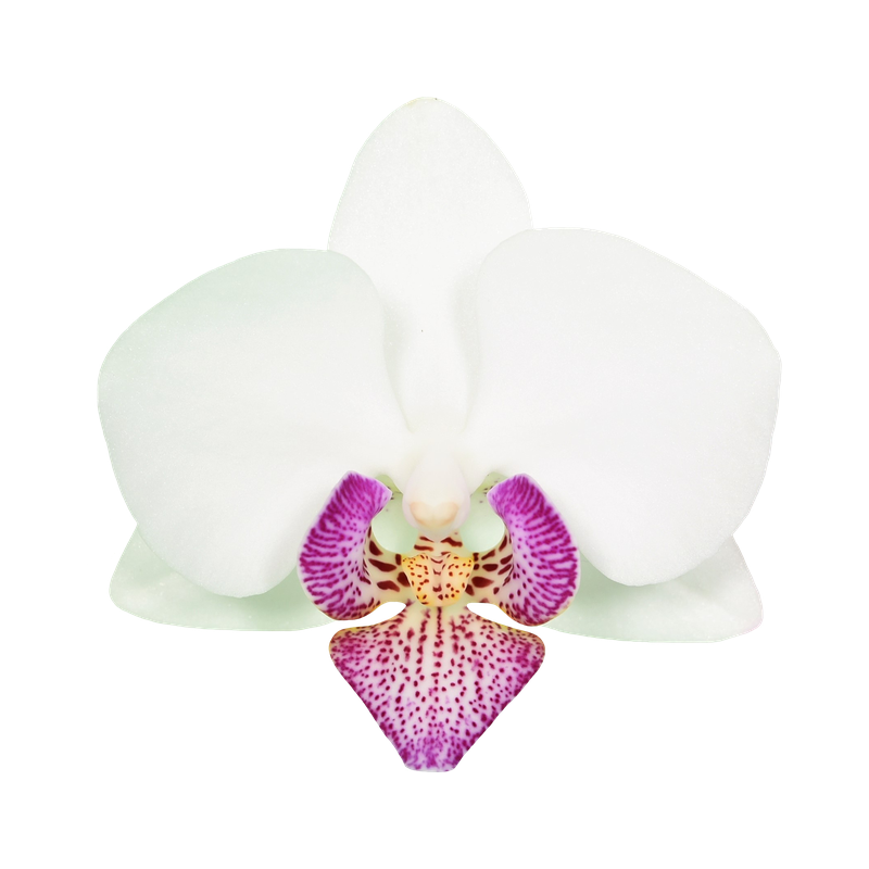 Phal. Younghome Snow Angel