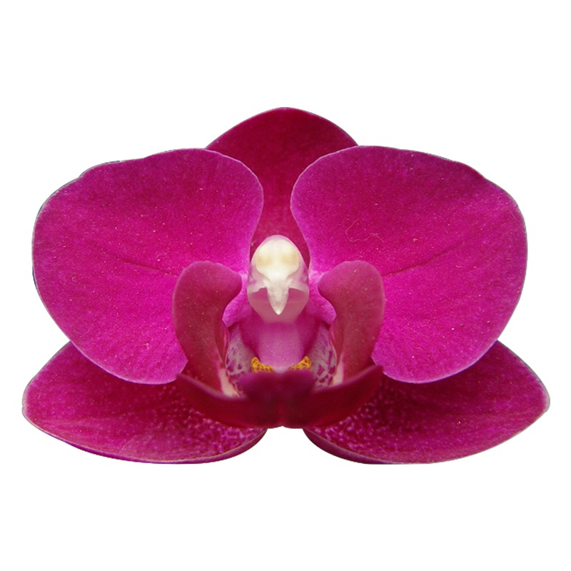 Phal. Younghome Sky