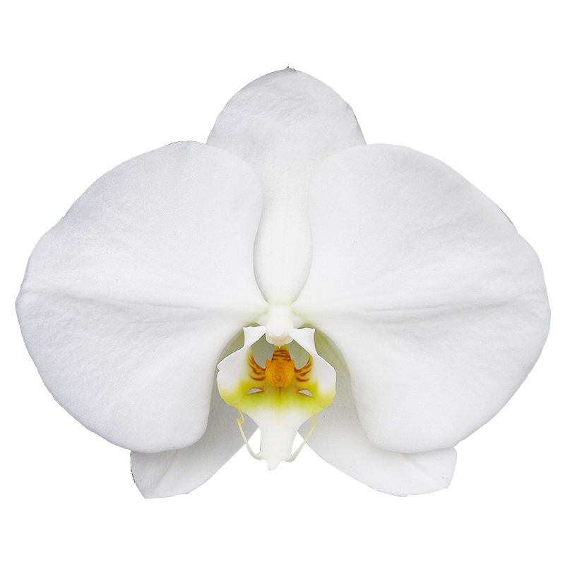 Phal. Sogo Yukidian