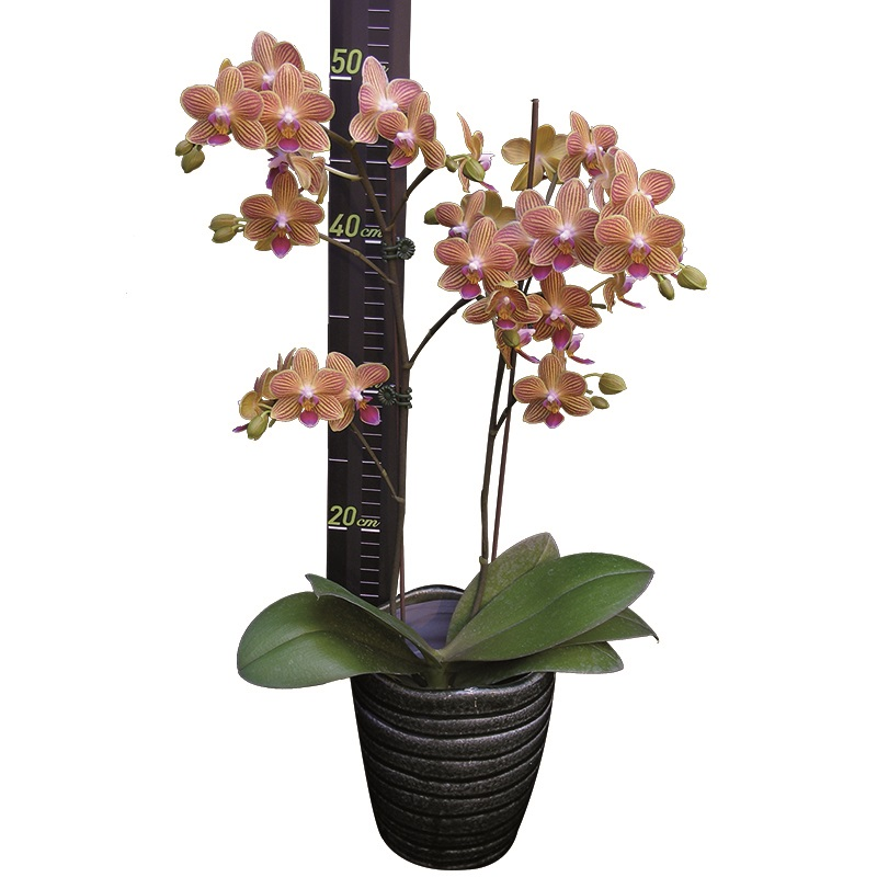 Phal. Chingruey Goldstaff