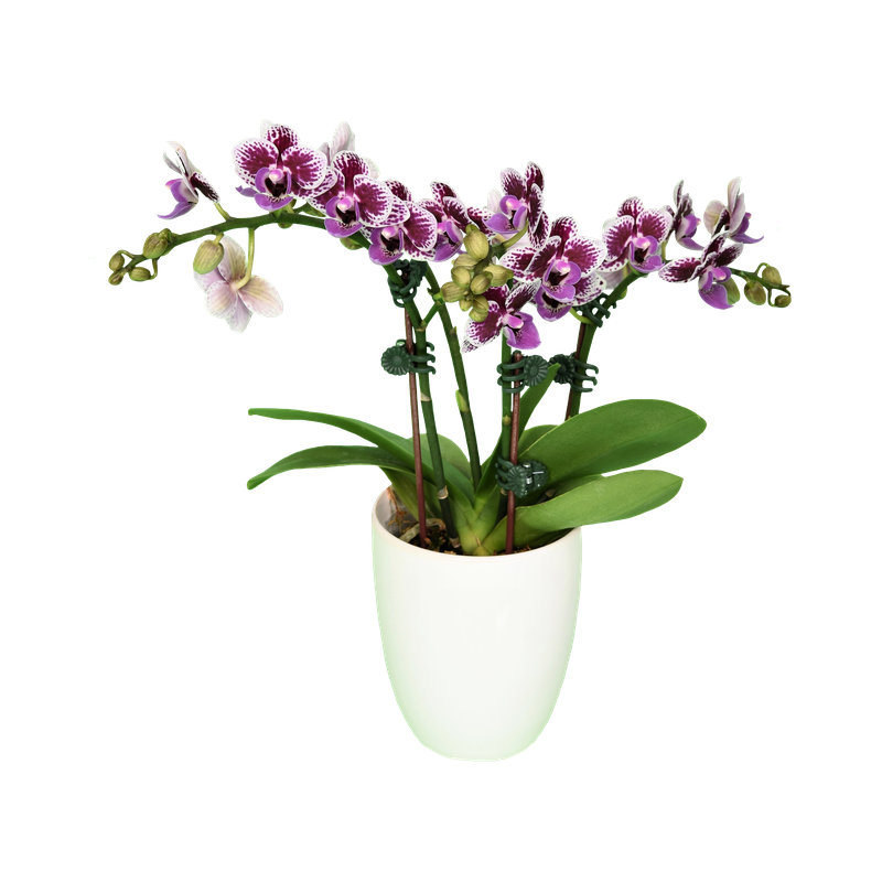 Phal. Younghome Taro Bobo