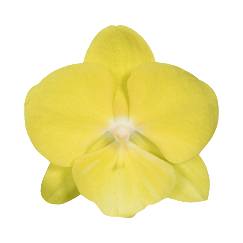 Phal. Younghome Golden Interesting