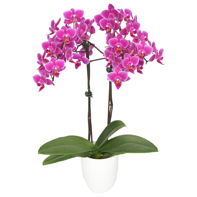 Phal. Younghome Pixie