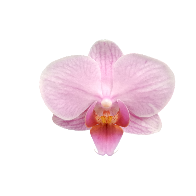Phal. Younghome