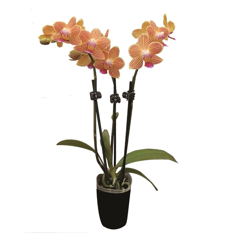 Phal. Chingruey Goldstaff