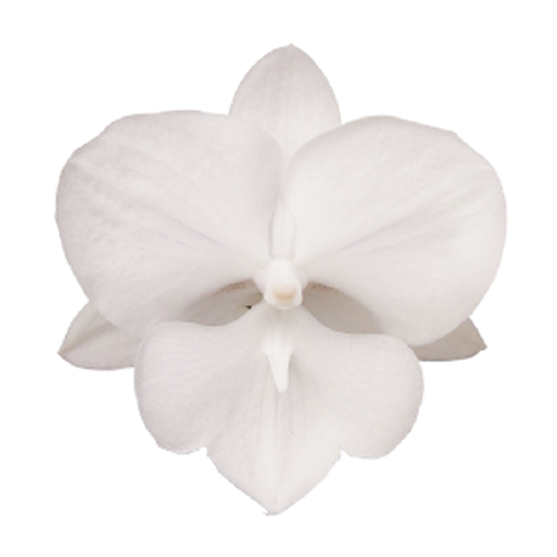 Phal. Younghome Snow Season