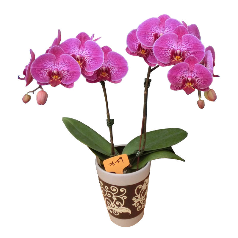 Phal. Lianher Red Apple(2E59)