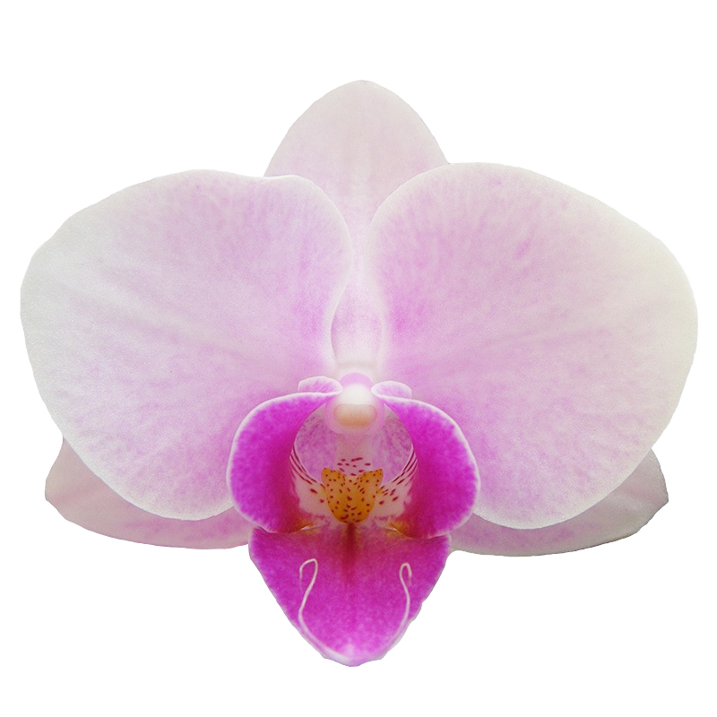 Phal. Younghome Ray