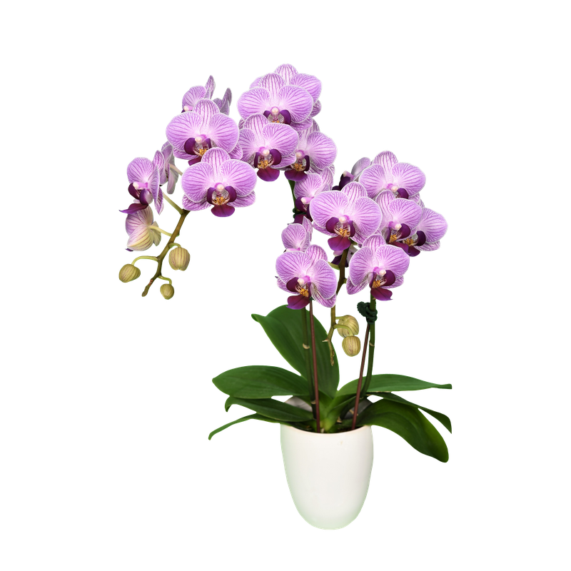 Phal. Younghome Taro Bobo
