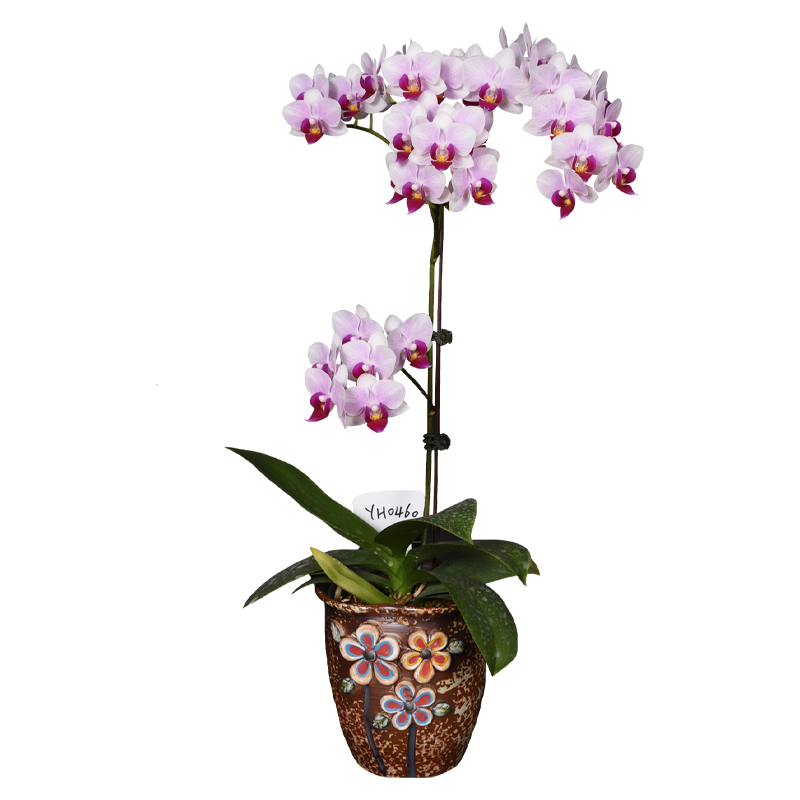 Phal. Younghome Winnie