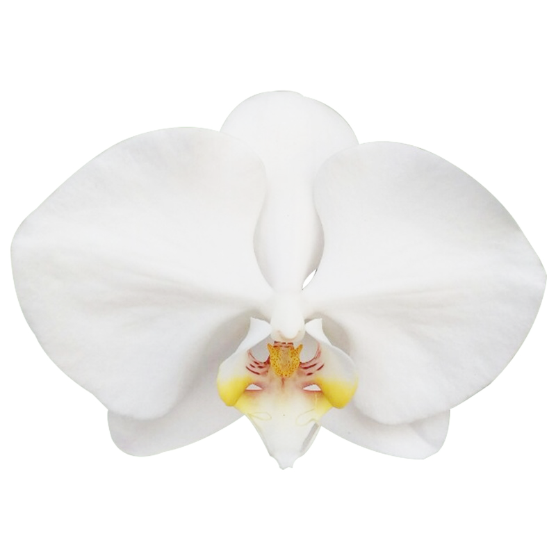Phal. Famgmei White Jade ‘FM1363’