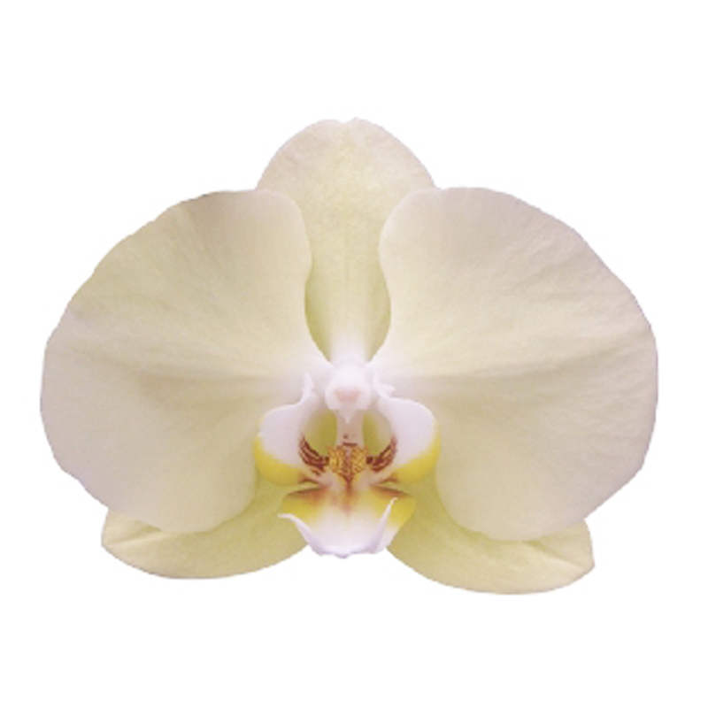 Phal. Younghome Golden